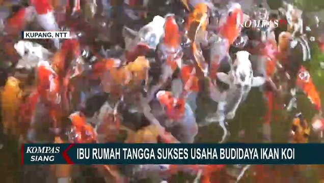 Raup Puluhan Juta Per Bulan, Ibu Rumah Tangga Asal NTT Ini Sukses Usaha Budidaya Ikan Koi!