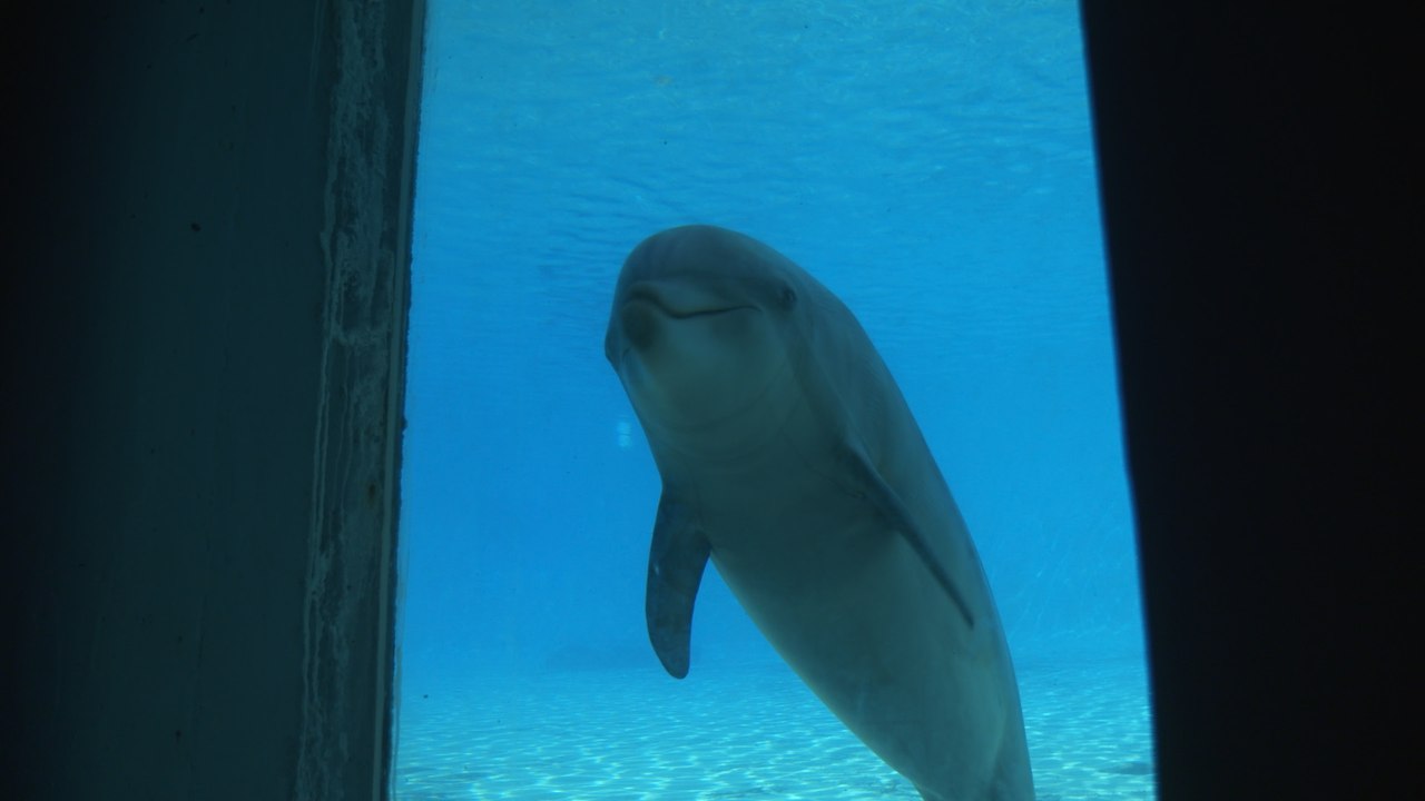 Delphinariums : game over ?
