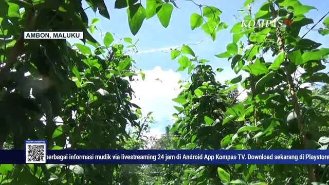 Manfaatkan Lahan Tidur, Petani di Ambon Inisiatif Menanam untuk Dapat Keuntungan Tambahan!