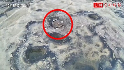 小環頸鴴在基隆和平島孵蛋，巢穴被水淹搶救寶貝蛋🦆