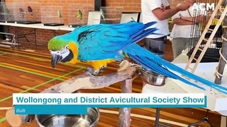 Bulli bird show | April 27, 2024 | Illawarra Mercury