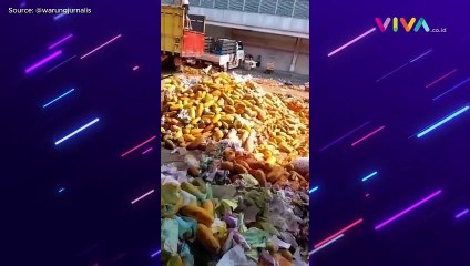 Alasan Para Pedagang Buang Puluhan Ton Buah Pepaya