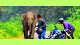 When Animals Go On A Rampage! Interesting Animal Moments
