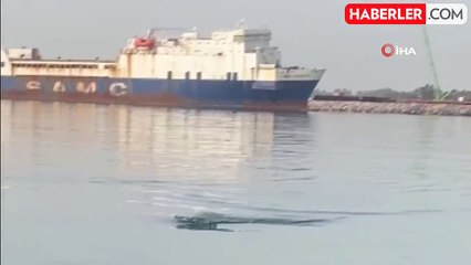 Köpek balığını görüntüleyen amatör balıkçının yaşadığı heyecan kamerada