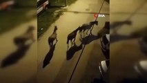 Bursa sokaklarında başıboş atlar cirit attı