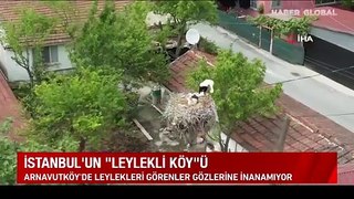 Arnavutköy'de leylekleri gören gözlerine inanamıyor!