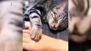 Sahibinin elini tutmadan uyuyamayan kedi viral oldu