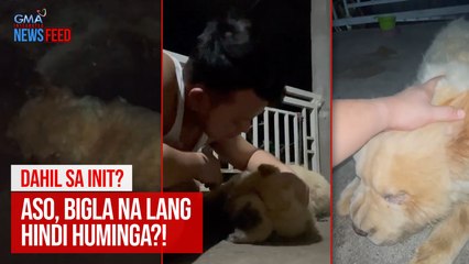 DAHIL SA INIT? Aso, bigla na lang hindi huminga! | GMA Integrated Newsfeed