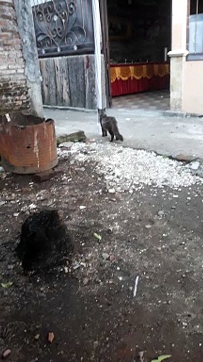 cat walk