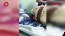 Bahçesinde baktığı köpekleri zehirlediler