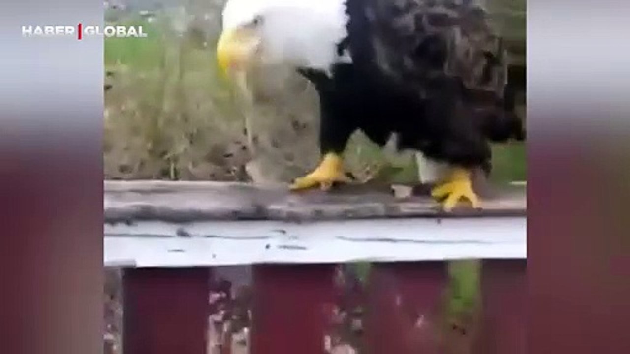 Ormanda şarkı söyleyen kartalın sesi şaşırttı