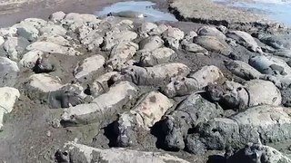Botswana: Nilpferde drohen in ausgetrockneten Flussbetten zu sterben