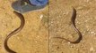 İstanbul'da yılanı andıran kertenkele alarmı