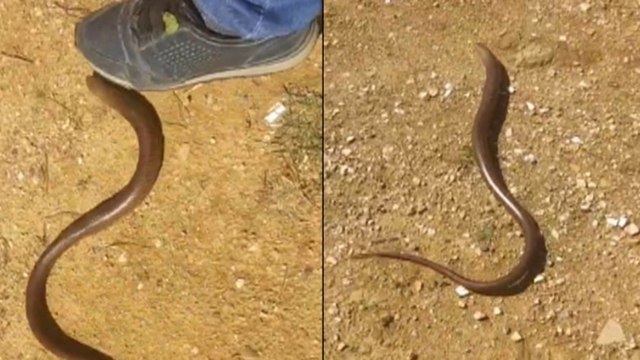 İstanbul'da yılanı andıran kertenkele alarmı