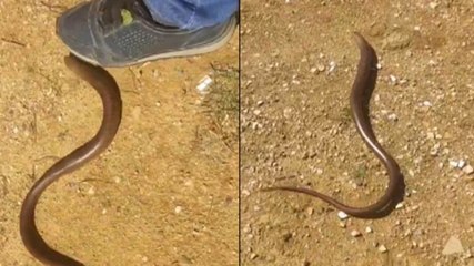 İstanbul'da yılanı andıran kertenkele alarmı