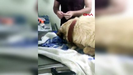 Korkunç olay! Köpekleri zehirli et vererek öldürdüler