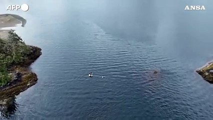 Canada, disincagliato un cucciolo di orca intrappolato nella laguna