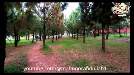 Araucaria Farming 4K Ultra HD #trending #viral #foryou #reels #beautiful #love #funny #delicious #fun #love #yummy #tiktok #facebook #reel #status #whatsapp #trend