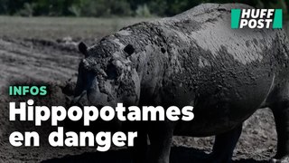 Au Botswana, des hippopotames piégés dans la boue à cause de la sécheresse