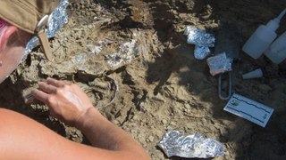 North Dakota Fossil Site Reveals When Asteroid Killed Dinosaurs