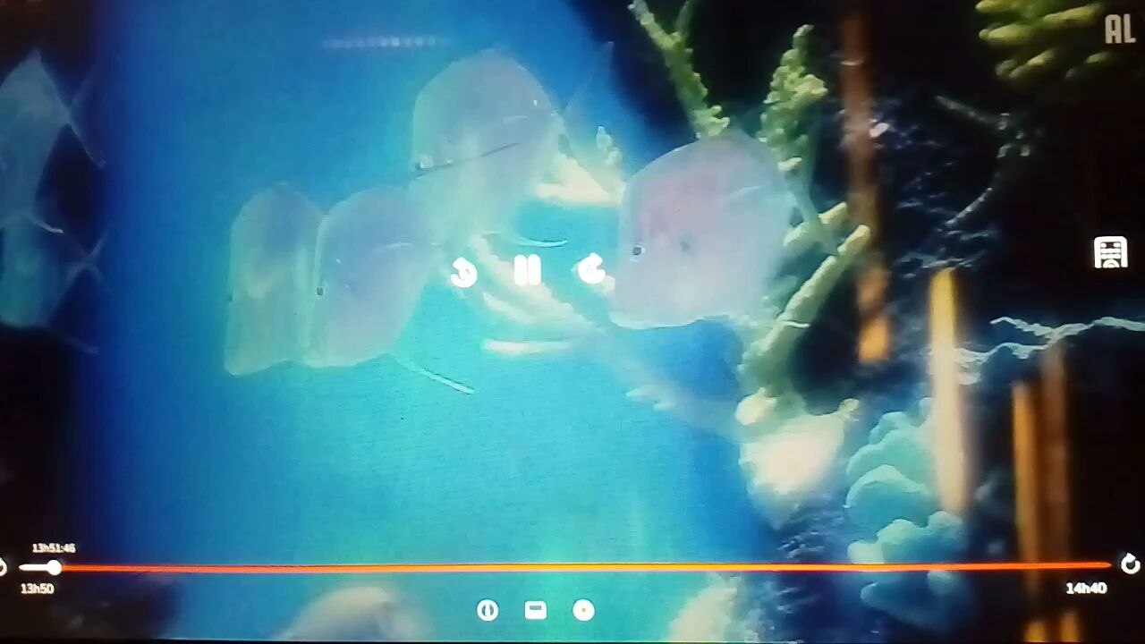 Les as des aquariums Howie Mandel l indécis