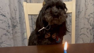 Decade of wags: Canine rings in his 10th with a pawsome party