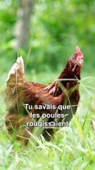Saviez-vous que les poules rougissaient selon leurs émotions ? C'est ce que