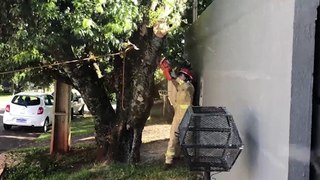 Bombeiros realizam poda de árvore queimada no Parque São Paulo