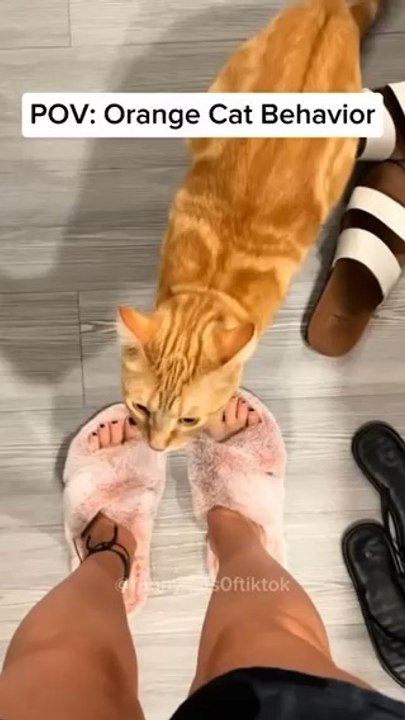 It's always the orange cats 