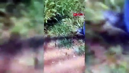 İstanbul'da sık sık görüntüleniyor! Yılan mı kertenkele mi?