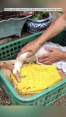 Goslin trying to find Help