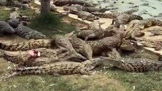 Duck vs crocodile