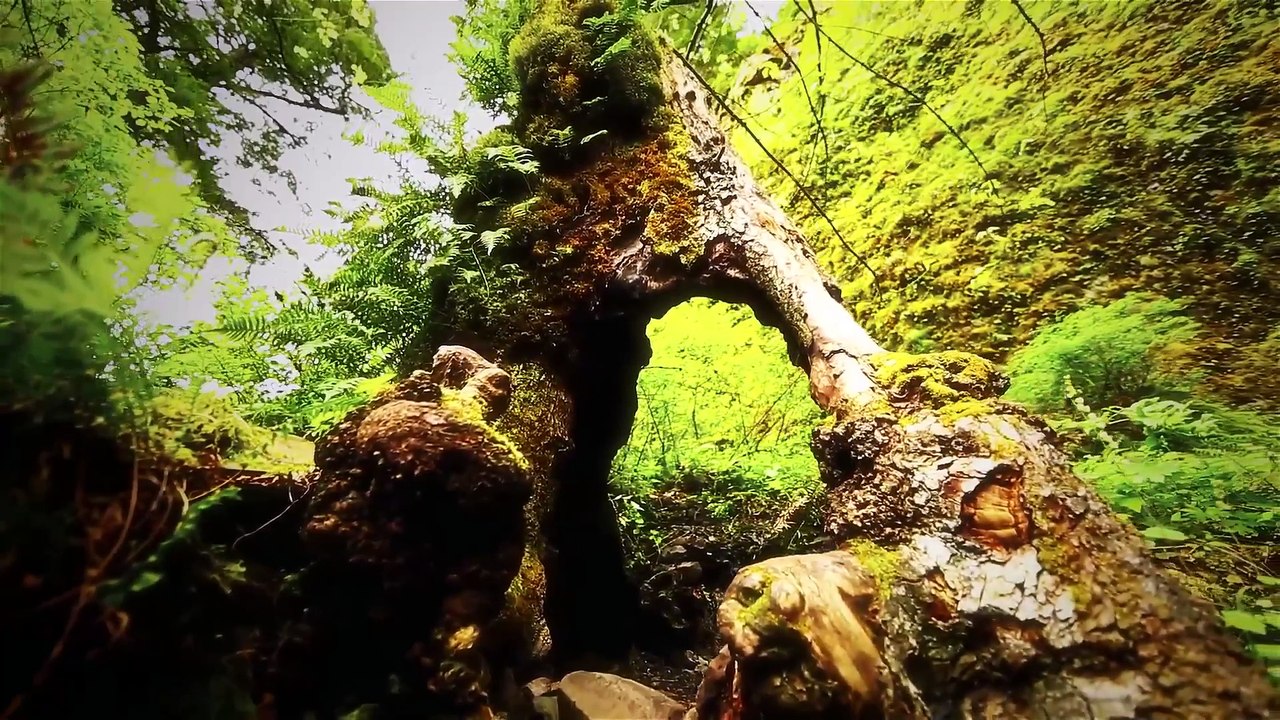 Nature Relaxing - Everybody Hurts