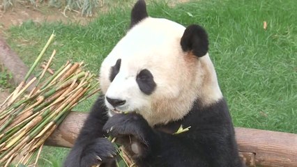 '효녀 판다' 푸바오...'비수기' 최대 매출 이끌었다 / YTN