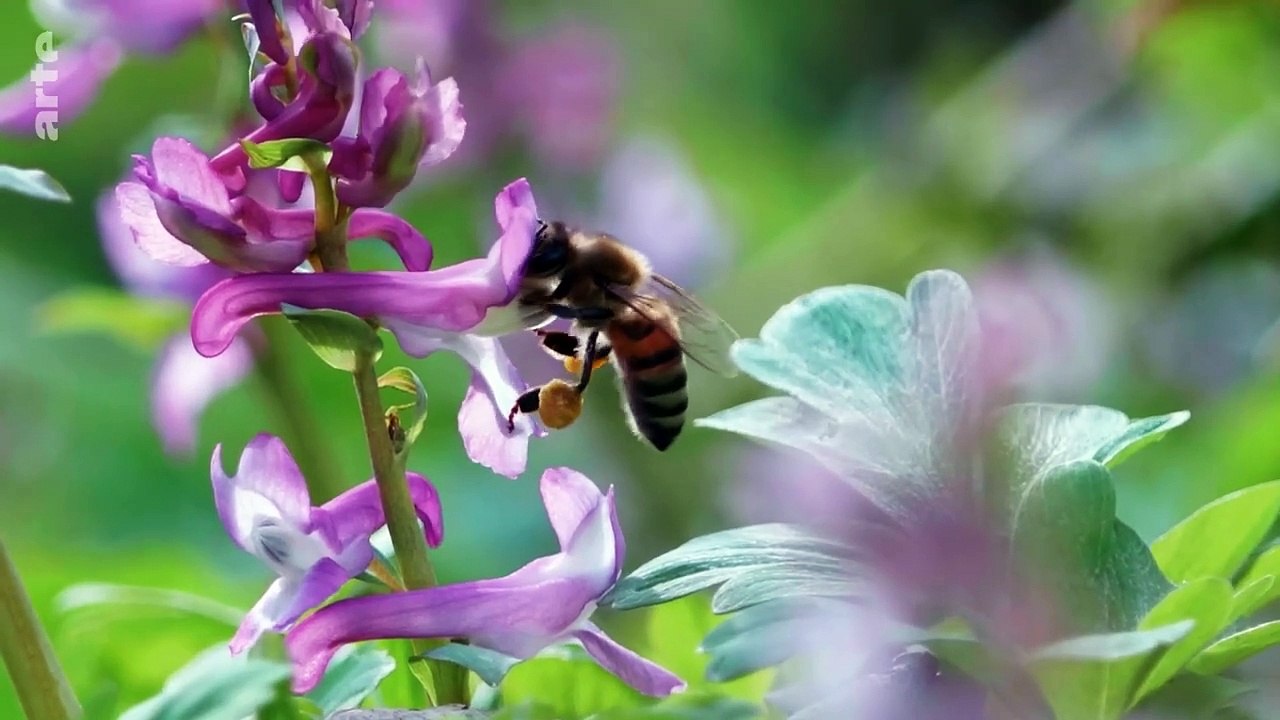 Amours printanières - Séduction et reproduction chez les animaux _ ARTE Family