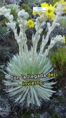 El Renacimiento Dorado: La Transformación del Páramo en Invierno