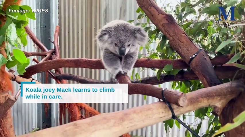 Koala joey Mack is one of two rescued koalas that were released back into the wild on April 28, 2024 into bushland on the edge of the Dharawal National Park.