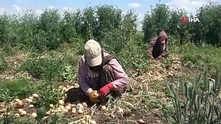İZorlu mesai, günde 12 saat çalışan tarım işçileri 900 TL yevmiye elde ediyor