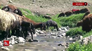Erzurum hayvan varlığında Türkiye'de 3'üncü sıraya geriledi