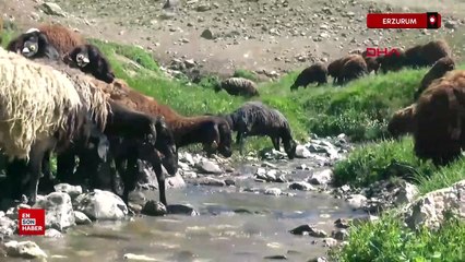 Erzurum hayvan varlığında Türkiye'de 3'üncü sıraya geriledi