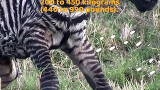 Wildebeest VS Zebra