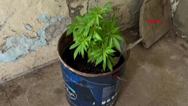 Edirne'de evde 196 kök Hint keneviri ele geçirildi