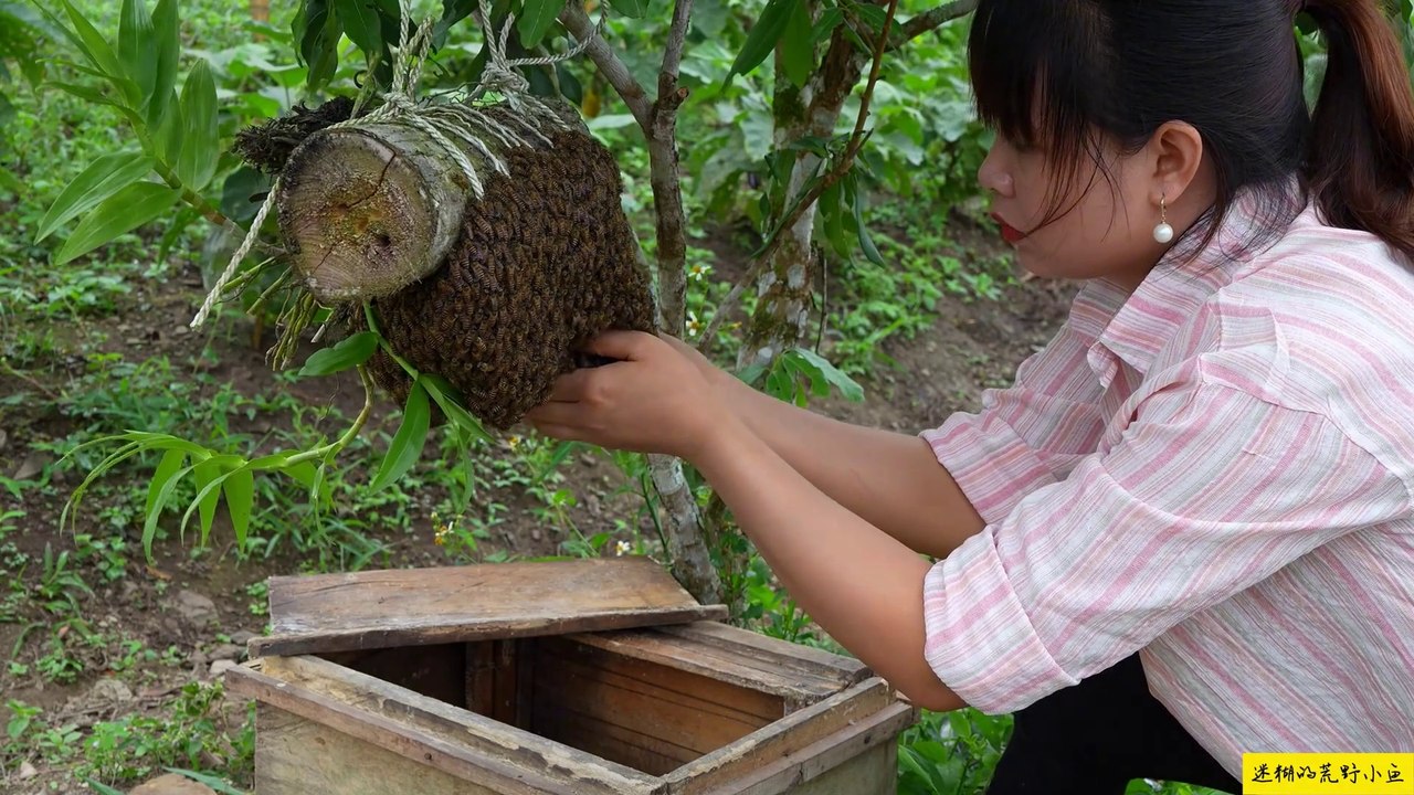 Cô Gái Tự Tay Bắt Đàn Ong Mật