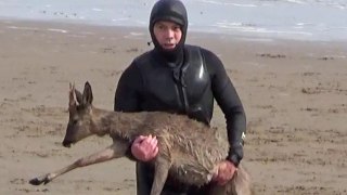 Paddleboarder saves stranded deer chased by dog into sea