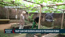 Omzet Hingga Belasan Juta Rupiah, Gusti Irawan Asal Lampung Ini Sukses Bisnis Budidaya Anggur