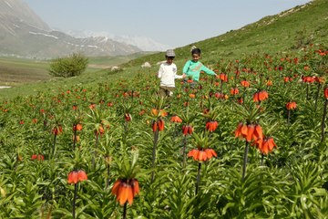 Hakkari'de ters lale vakti