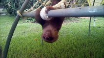 Baby Sloths Being Sloths - FUNNIEST Compilation (1080p)