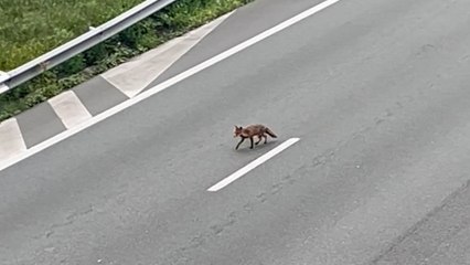 Tải video: A13 : une famille de renard aperçue sur la portion d'autoroute fermée