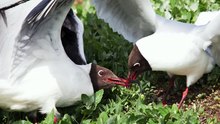 The Arctic Tern: Close Up HD Footage (Sterna paradisaea)