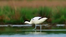 The Avocet: Close Up HD Footage (Recurvirostra avosetta)